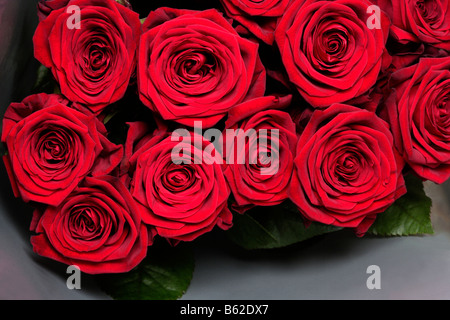Rose rosse Foto Stock