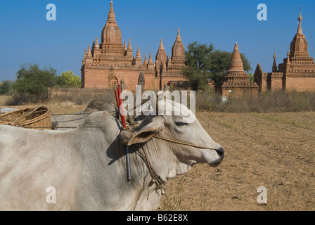 Ox carrello su una strada dustry Bagan Pagan MYANMAR Birmania Foto Stock