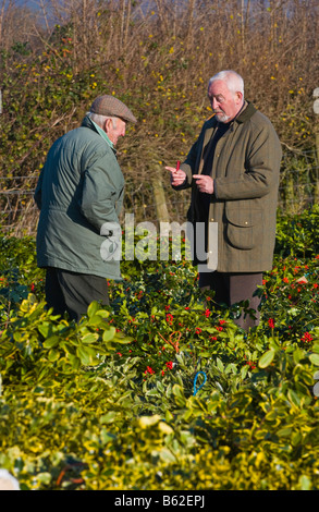 Commercio all'ingrosso annuale asta di taglio agrifoglio e vischio per le decorazioni di Natale a Little Hereford, Shropshire, Inghilterra, Regno Unito Foto Stock