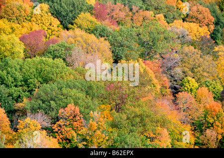 Ohio vista aerea di alberi con i colori dell'autunno Foto Stock