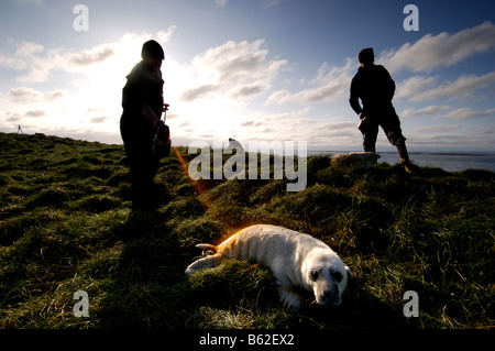 Guarnizione grigio Pup Halichoerus grypus essendo spray segnata da operai sulle isole di farne in Northumbria, REGNO UNITO Foto Stock