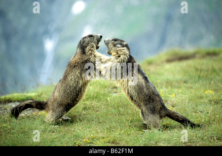 Alpine marmotta (Marmota marmota), due individui combattimenti Foto Stock