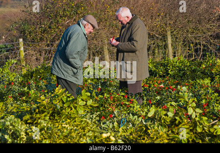 Commercio all'ingrosso annuale asta di taglio agrifoglio e vischio per le decorazioni di Natale a Little Hereford, Shropshire, Inghilterra, Regno Unito Foto Stock