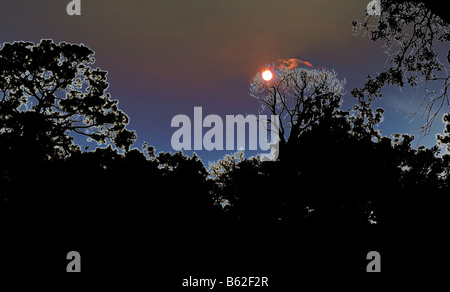 Luna accesa cielo blu scuro su Tree Tops con rivestimento argenteo e leggero di nuvole con colore rosso in loro Foto Stock