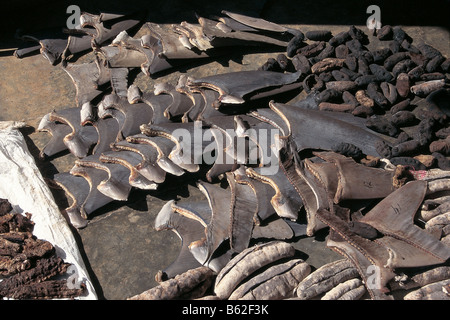 Le pinne di squalo e cetrioli di mare di essiccazione al sole Foto Stock