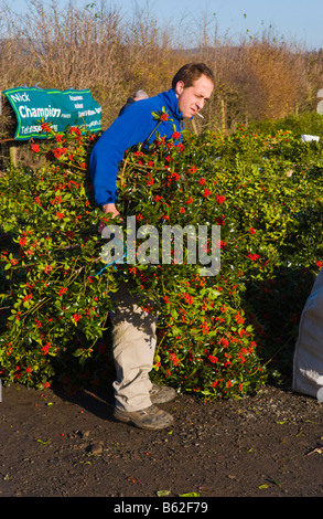 Commercio all'ingrosso annuale asta di taglio agrifoglio e vischio per le decorazioni di Natale a Little Hereford, Shropshire, Inghilterra, Regno Unito Foto Stock