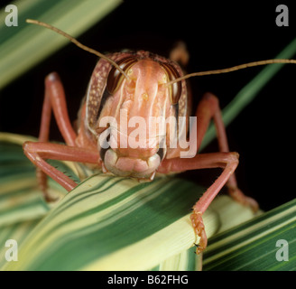 Desert locust Schistocerca gregaria testa su foglie variegata Foto Stock