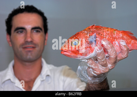 Pescivendolo tenendo su pesci di roccia Helicolenus dactylopterus in vendita Foto Stock