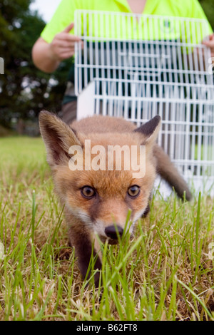 Paesi Bassi Noord Holland Graveland giovane volpe rossa che ha perso la sua madre vulpes vulpes donna mettendo la Volpe nel deserto Foto Stock