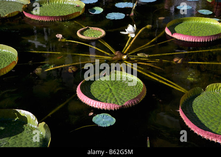 Holland Noord Holland Amsterdam Big waterplant denominata Victoria Regia in Hortus Betanicus Foto Stock