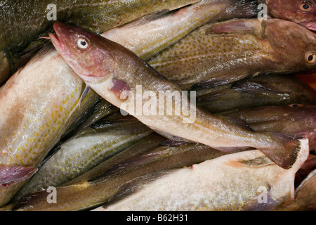 Holland Flevo Urk asta del pesce pesce Cod Foto Stock