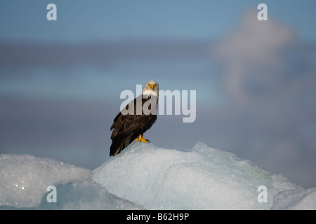 Stati Uniti d'America Alaska Tongass National Forest aquila calva Haliaeetus leucocephalus poggiante su iceberg galleggianti in Holkham Bay Foto Stock