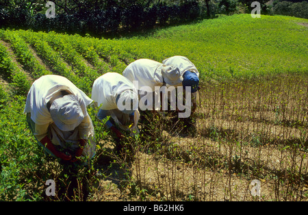 La raccolta di foglie di coca per uso tradizionale Los Yungas Bolivia Foto Stock