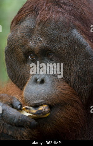 Maschio flangiato bornean bornean orangutan Pongo pygmaeus mangiare una banana in Tanjung messa NP Borneo Foto Stock