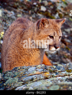 Un parzialmente nascosto mountain lion orologi intensamente da dietro un gruppo di rocce - condizioni controllate Foto Stock