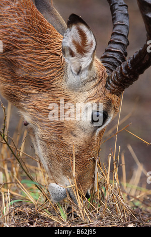 Impala aepyceros melampus unico maschio adulto il pascolo sotto la pioggia Foto Stock