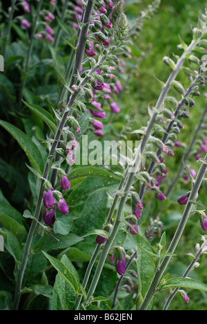 Foxgloves, digitalis Foto Stock