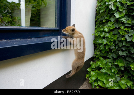 Paesi Bassi Noord Holland Graveland giovane volpe rossa che ha perso la sua madre vulpes vulpes Foto Stock