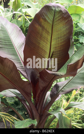 Ensete ventricosum 'Maurelii' Musa Banana il giardino di piante a foglia fogliame foglie arbusto esotico Foto Stock