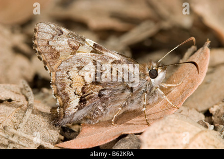 Corto-tailed Skipper Zestusa dorus Foto Stock