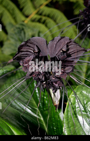 TACCA CHANTRIEREI. BAT fiore. Gatto baffi. Fiore del diavolo. Foto Stock