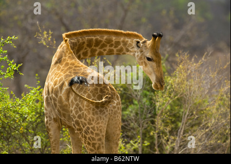 Wild giraffe GIRAFFA CAMELOPARDALIS Giraffa meridionale in acacia woodland sud Africa Sud-africa ambiente Foto Stock