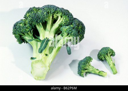 Greenspouting Broccoli (Brassica oleracea var. silvestris), carnosa le teste dei fiori, studio immagine Foto Stock