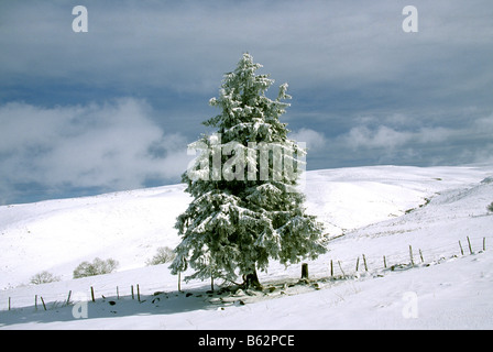 Abete in inverno la neve scena di paesaggio Foto Stock