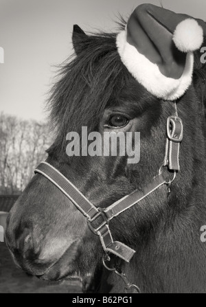 Sött porträtt på svensk häst asta med tomteluva dolce ritratto di un cavallo svedese con rosso di Santa Claus hat Foto Stock