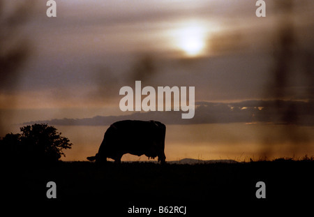 Holstein mucche frisone il pascolo al tramonto, Alcester Warwickshire, Inghilterra Foto Stock