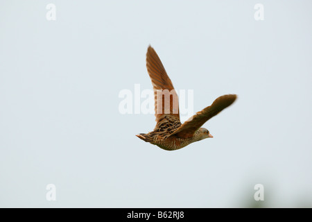 Re di quaglie (Crex crex) in volo. Foto Stock