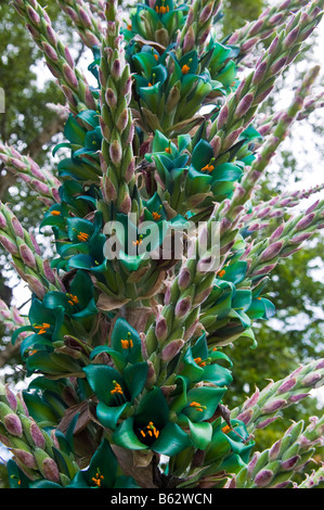 Puya alpestris, Inverewe Gardens, a Poolewe, Scotland, Regno Unito Foto Stock