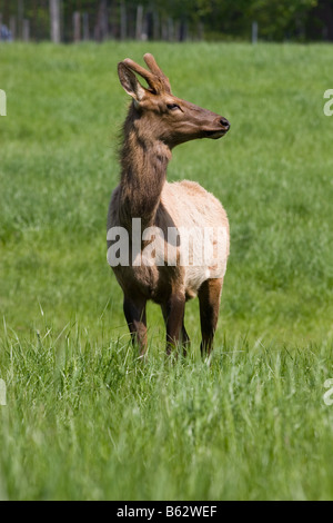 Giovane maschio elk crescendo un nuovo rack di corna in piedi in un pascolo verde Foto Stock