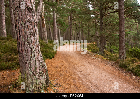 Pista forestale attorno a Loch un Eillien nei Cairngorms, Scozia Foto Stock