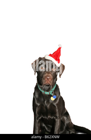 Un marrone cioccolato labrador cane in un cappello da Babbo Natale contro una neve sullo sfondo bianco a Natale Foto Stock