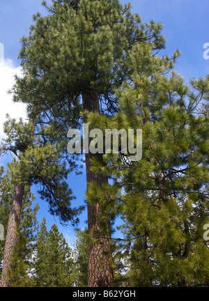 Panorama, pini ponderosa e cielo blu,Deschutes River trail,Central Oregon Foto Stock