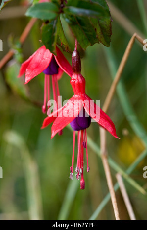 Appendere Fuchsia: Due rosso e fiori viola di wild fuchsia stami appeso a basso che cresce su una banchina siepe Foto Stock