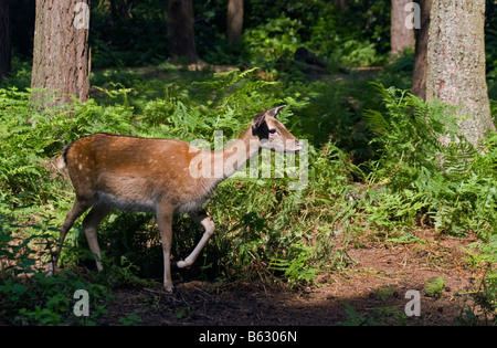 Daini doe (Dama Dama) nella nuova foresta, Hampshire, Inghilterra Foto Stock