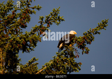 Stati Uniti d'America Alaska Tongass National Forest aquila calva Haliaeetus leucocephalus appoggiata al tramonto in Sitka Spruce Picea sitchensis Foto Stock