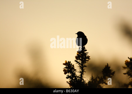 DUNNOCK, Prunella modularis, in silhouette appollaiato su un Gorse bush Foto Stock