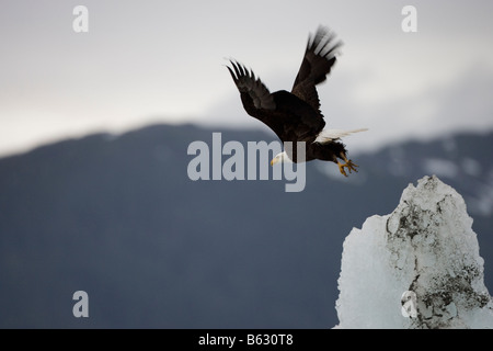 Stati Uniti d'America Alaska Tongass National Forest aquila calva Haliaeetus leucocephalus decolla da appollaiarsi su iceberg nella baia di Holkham Foto Stock