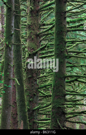 Crescita vecchia foresta di abete rosso in Ecola State Park vicino a Cannon Beach Oregon USA Foto Stock