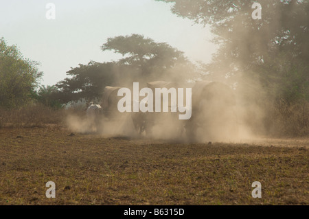 Ox carrello su una strada dustry Bagan Pagan MYANMAR Birmania Foto Stock