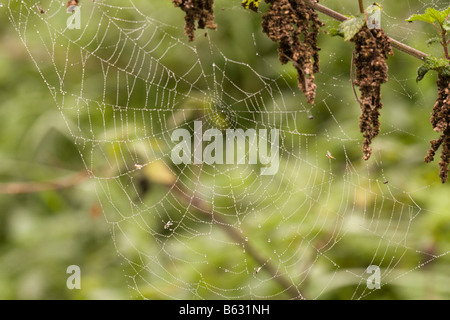 Una tela di ragno con mattina Dewdrops e mosche morte Foto Stock