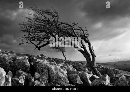 Ventoso alberi che crescono nella pavimentazione di pietra calcarea a Twistleton cicatrici, vicino Ingleton, North Yorkshire Foto Stock