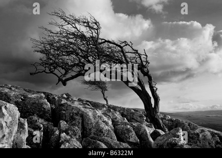 Ventoso alberi che crescono nella pavimentazione di pietra calcarea a Twistleton cicatrici, vicino Ingleton, North Yorkshire Foto Stock