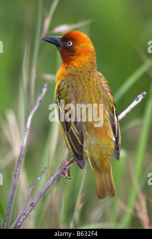 Cape weaver ploceus capensis singolo adulto maschio Foto Stock