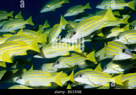 A strisce blu lutiani. Famiglia: Lutjanidae. Lutjanus Kasmira. Vita sottomarina del Mladives. Foto Stock