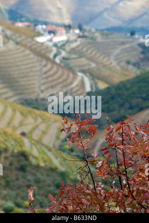 Autunno nella Valle del Douro Foto Stock