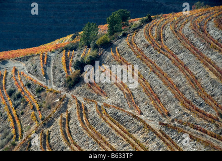 Autunno nella Valle del Douro Foto Stock